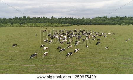 Aerial View Cows Graze On The Green Field Pasture Feed On Grass.. Cows On Summer Pasture. Cows Grazi