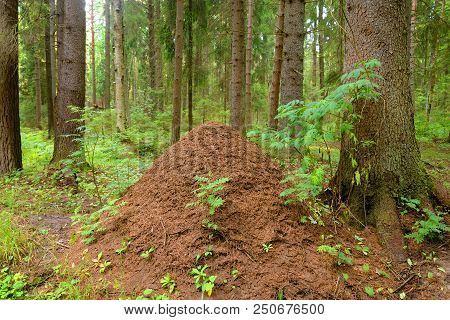 Big Ant Hill In The Summer Forest.