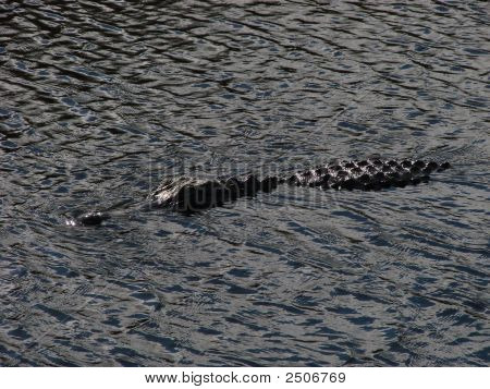 Aligator na Floridě rychle v plavání