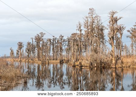 Cypress Grove On A Southern Bayou Along The Slow Moving Suwannee River In Stephen C. Foster State Pa
