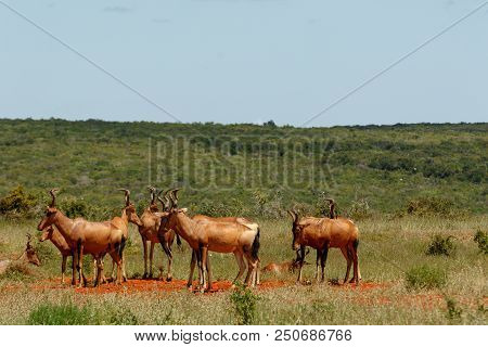 Herd Of Red Hartebeest Standing Together In The Field