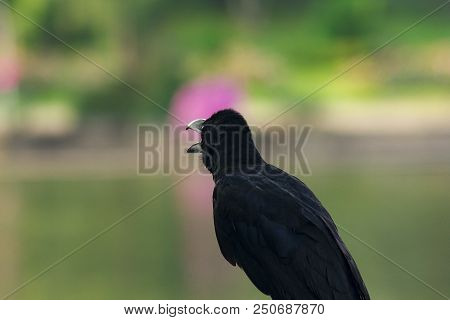 The Jungle Crow Is A Widely Distributed Bird In Asia.
