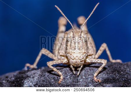 Macro Shot Of A Grasshopper Sitting On A Piece Of Wood. Selective Focus On The Head And The Eyes