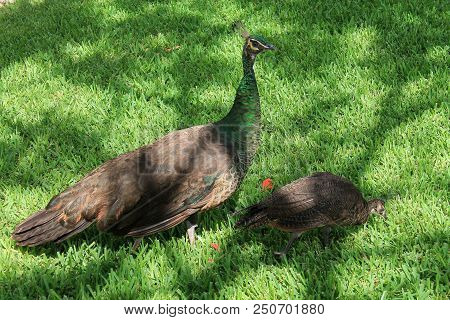 Two Peacocks Looking For Food In The Grass