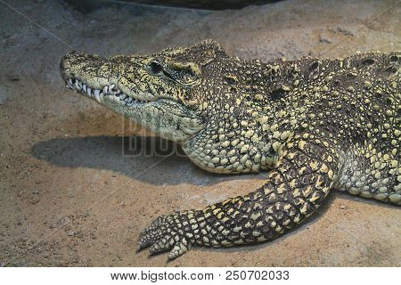 A Closeup Of A Crocodile Waiting For Food