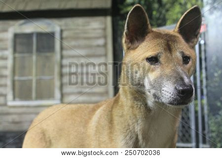 A Closeup Of A Dingo Gazing Into The Distance