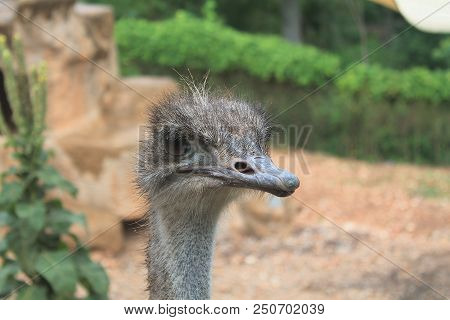 A Closeup Of An Ostrich Head At The Zoo