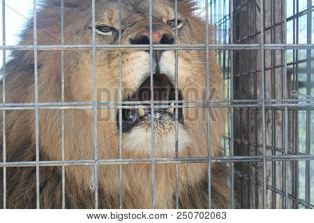 A Caged Lion Roaring At People Walking By