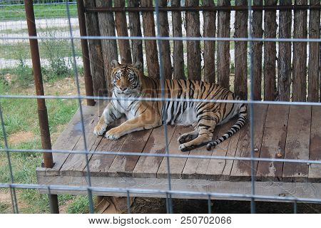 A Caged Tiger Lying Down On Floor