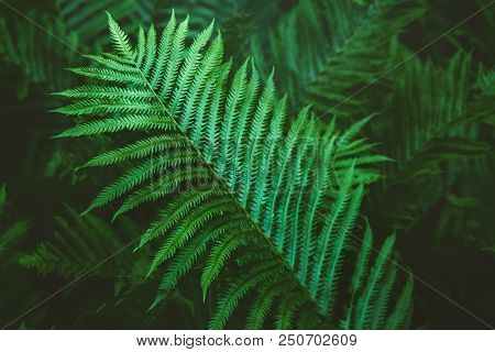 Closeup Macro Of Fern Green Bush Leaves And Branches Toned With Retro Vintage Filters. Textured Natu