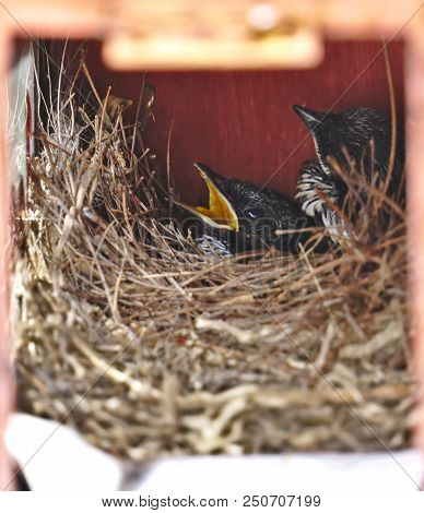 Two Little Hungry Black Oriental Magpie Robin Birds Lay Down Safely In Small Cozy Brown Wooden Nest 