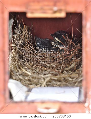 Two Little Black Oriental Magpie Robin Twin Birds Lay Down Sleeping Safely In Small Cozy Brown Wood 