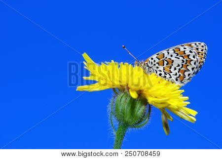 Butterfly Sitting On A Flower. Butterfly On A Dandelion. Bright Red Butterfly On A Meadow. Brush-foo