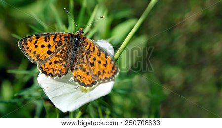 Bright Red Butterfly On A Meadow. Brush-footed Butterflies. Copy Spaces.
