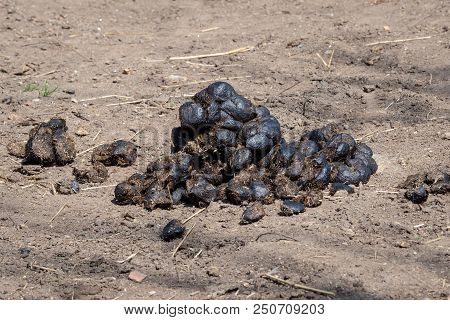 Horse Manure On The Earth. Pile Of Horse Manure