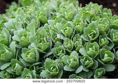 Garden Green Plants At Springtime (sedum Telephium)