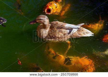 An Orange And Black Koi Fish Seemingly Yells At A Mother Duck As She And Her Brood Have Just Swum Th