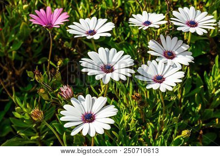 A Clump Of Hardy African Daisy, Osteospermum Plants