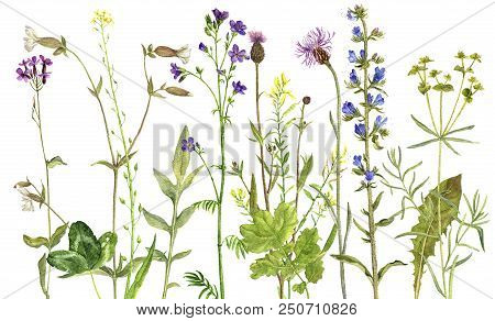 Background With Watercolor Drawing Palnts And Flowers, Hand Drawn Illustration