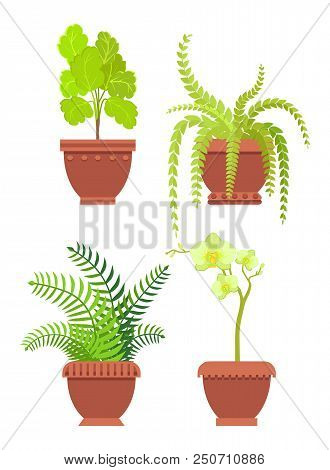 Flowers Potted In Brown Pots With Ornaments, Room Plants Of Fern And Orchid Types, Leaves Flourishin