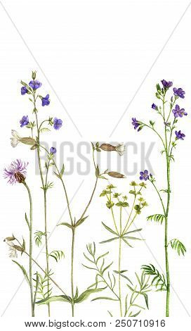 Background With Watercolor Drawing Palnts And Flowers, Hand Drawn Illustration