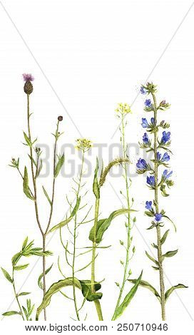 Background With Watercolor Drawing Palnts And Flowers, Hand Drawn Illustration