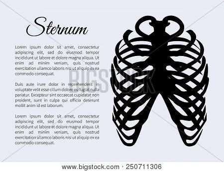 Sternum Bones Poster With Text Sample Title, Banner Part Of Human Organism Skeletal System, Headline