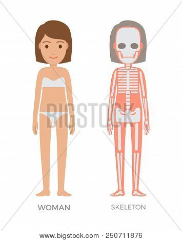 Woman Anatomy And Skeleton Struct Colorful Banner, Isolated On White Vector Illustration, Female Sku