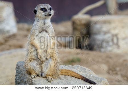 Suricata Standing On A Guard. Curious Meerkat (suricata Suricatta).