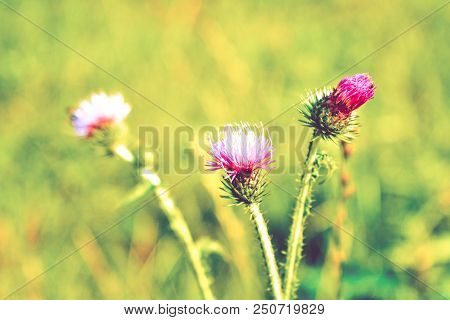 Beautiful Flower Of Purple Thistle. Close-up Pink Flowers Of Burdock Thorny Flower. Flowering Thistl
