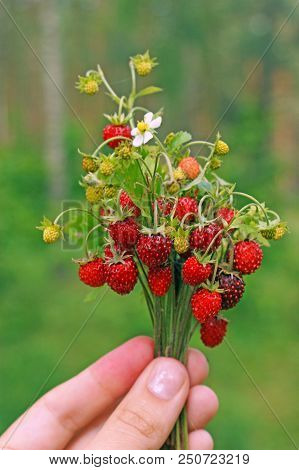Bouquet Of Wild Forest Strawberries In Summer Pine Forest