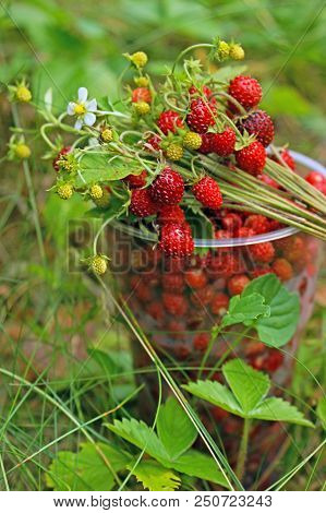 Bouquet Of Wild Forest Strawberries Lying On A Cup Full Of Picked Berries
