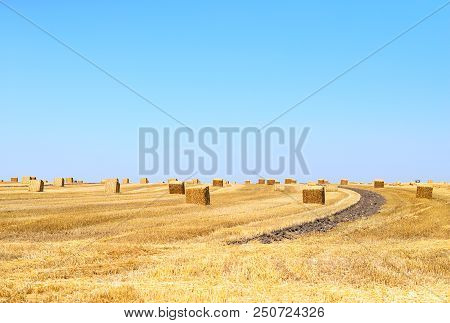 Bales Of Straw Field After Harvest Of Wheat.