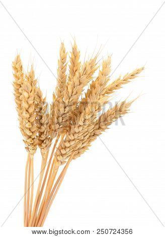 Ripe Ears Of Wheat Isolated On White Background.