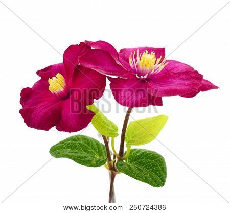 Clematis Flower, With Bud And Leaves, On White Background, Isolated