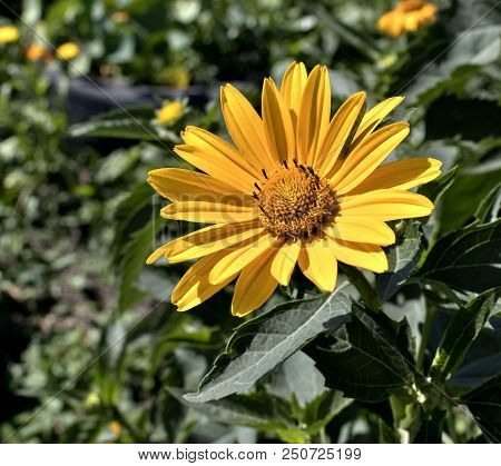 Yellow Flowers Heliopsis Sun, A Plant With The Latin Name Heliopsis