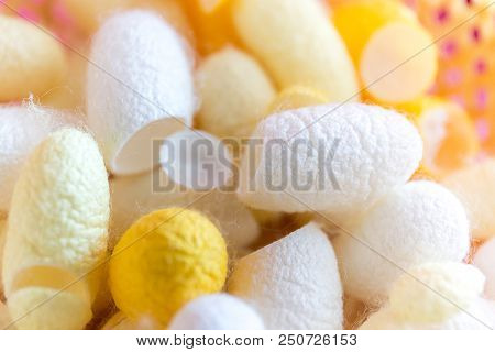 Cocoon In Basket, Raw Material For Make Cloth Or Dress Which Is The Big Industrial In Asia