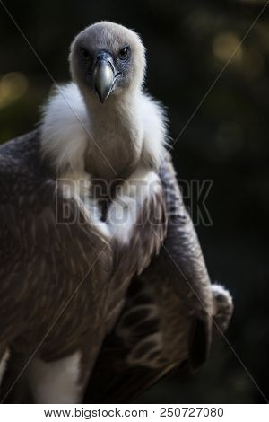 Beautiful Vulture Looking At Me While Making The Photograph