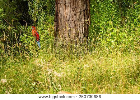 Crimson Rosella Platycercus Elegans Parrot Bird In Australia