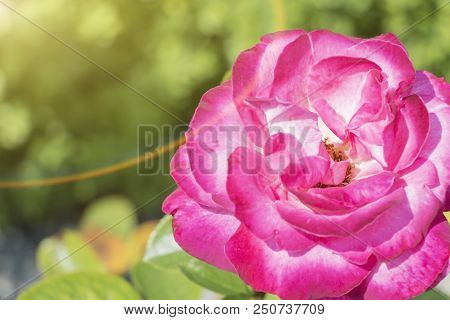 Pink Rose Flower Close-up, Place For The Inscription