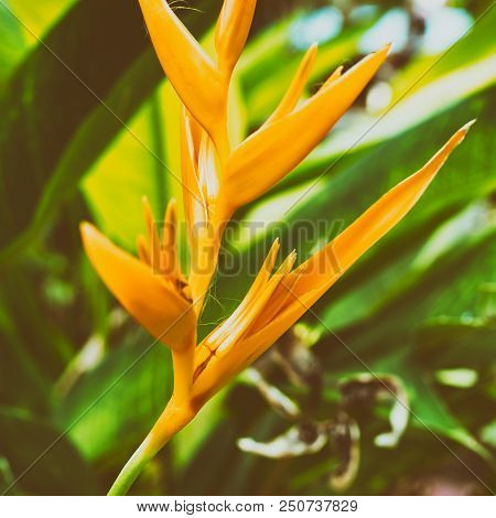 Heliconia Psittacorum Yellow Flower Blossoming, Vintage Color Tone.