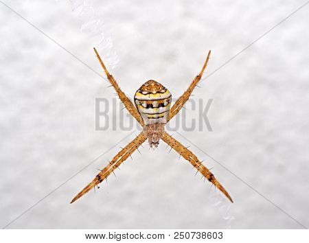 Macro Photo Of St Andrew's Cross Spider On Web Isolated On White Wall