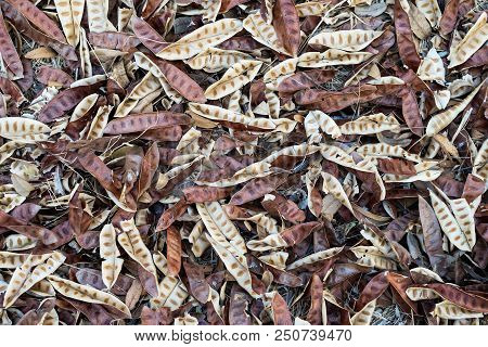 The Dry Leucaena Leucocephala On The Floor.