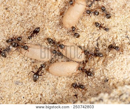 Ants And Formic Eggs In Nature. Macro