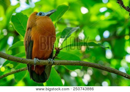 Tropical Bird Capuchinbird Or Calfbird (petrocephalus Tricolor) In The Rainforest