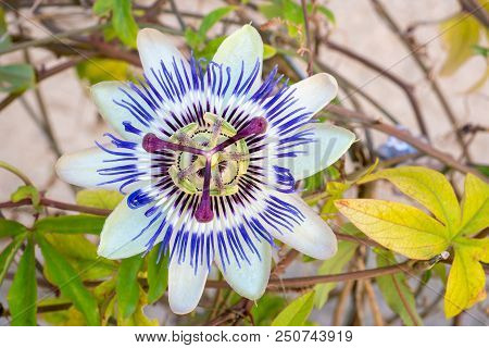 Blooming Blue Passion Flower. Beautiful Passiflora Caerulea Also Known As Passion Flower