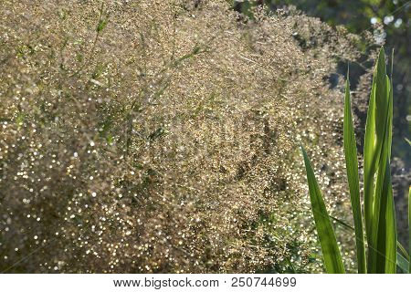 Leaf And Bud Of Young Gladiolus In The Control Of Sunlight Against The Background Of A Blossoming Lu
