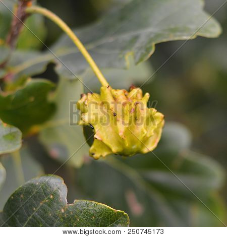 Andricus Quercuscalicis Gall On Oak Tree, Knopper Gall