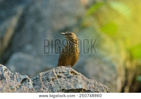 Limestone Wren-babbler, Rufous Limestone-babbler