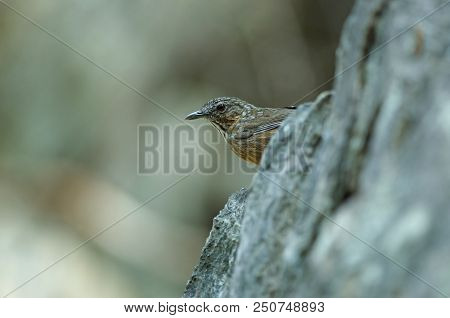 Limestone Wren-babbler, Rufous Limestone-babbler
